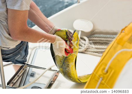 Men holds a fresh catching fish Men holds a fresh catching fish 14096883