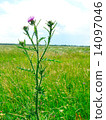 Thistle 14097046