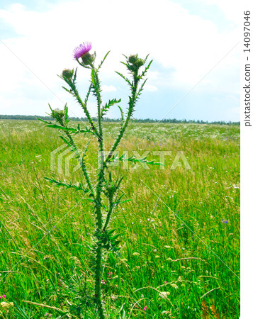 Thistle 14097046
