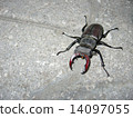 Common stag beetle 14097055