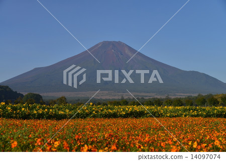 富士山在秋天從花公園首都 富士山在秋天從花公園首都 14097074