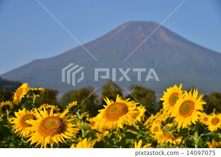 富士山在秋天從花公園首都 富士山在秋天從花公園首都 14097075