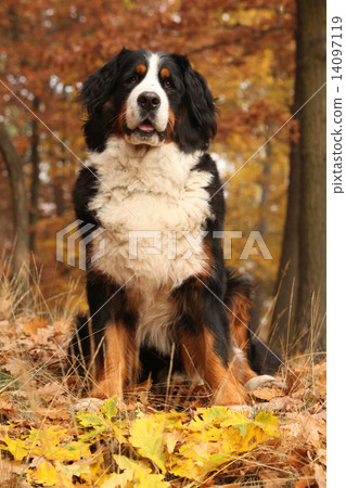 Beautiful bernese mountain dog sitting in autumn forest 14097119