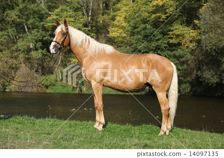 Beautiful amazing palomino warmblood with blond hair 14097135