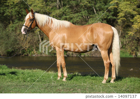 Beautiful amazing palomino warmblood with blond hair 14097137