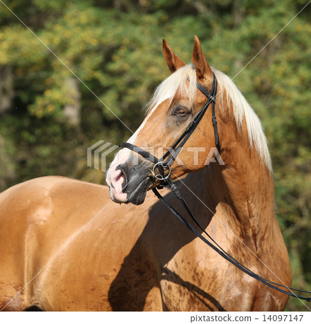 Beautiful amazing palomino warmblood with blond hair Beautiful amazing palomino warmblood with blond hair 14097147