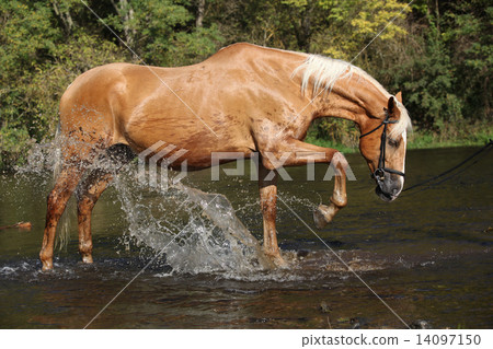 Nice palomino warmblood playing in the water Nice palomino warmblood playing in the water 14097150
