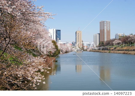 Cherry Blossoms	 14097223