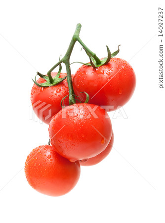Fresh ripe tomatoes in drops of water close-up on a white backgr Fresh ripe tomatoes in drops of water close-up on a white backgr 14097237