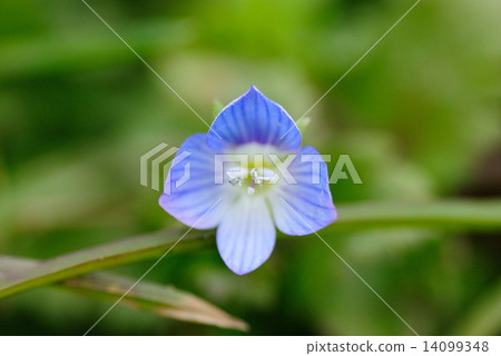 Persian speedwell Persian speedwell 14099348