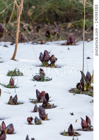 米糠 米糠 14099388