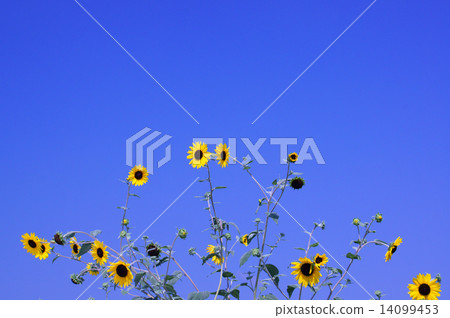 Blue sky and sunflower 14099453