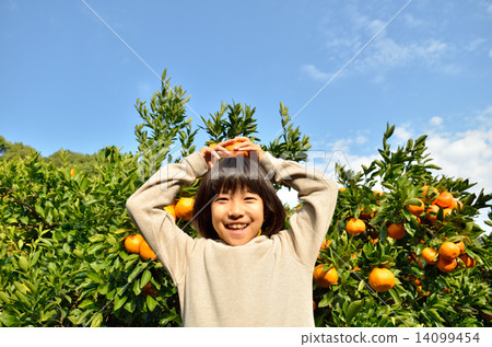 Girls hunting tangerines 14099454