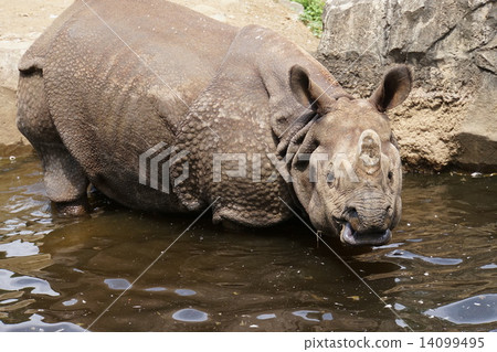 印度戒指 14099495