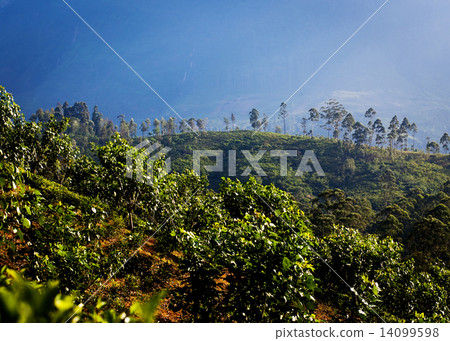Panorama of the tea plantations and lake at sunset, Maskeliya, S 14099598