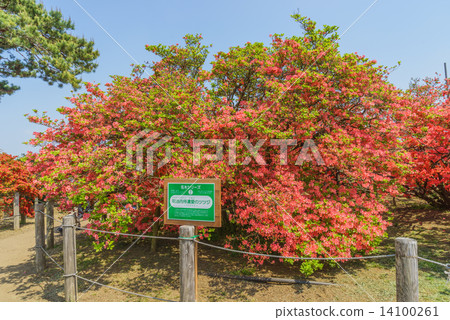 Azalea's azalea flower of Oka park 14100261