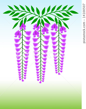  Wisteria flowers 14100507