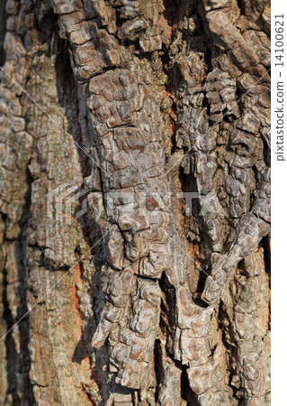 Bark of Sawgwormi 14100621