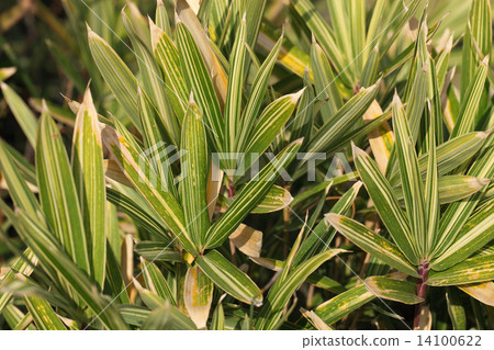 Variegated Sasa 14100622