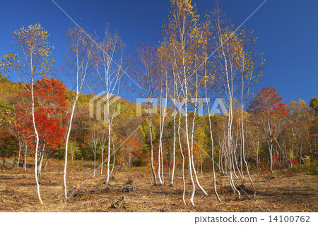 White birch and autumn leaves White birch and autumn leaves 14100762
