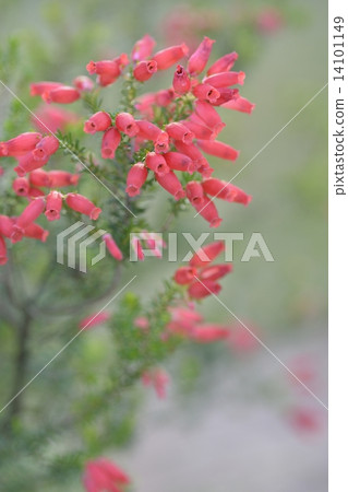 Erika Erika 14101149