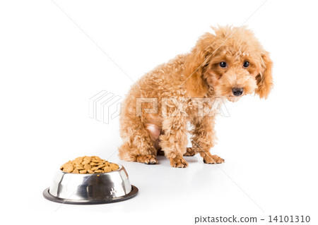 A skinny poodle puppy next to her bowl of kibbles 14101310