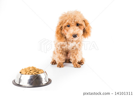 A skinny poodle puppy next to her bowl of kibbles A skinny poodle puppy next to her bowl of kibbles 14101311