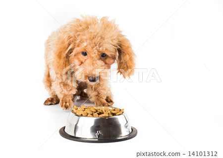 A skinny poodle puppy next to her bowl of kibbles A skinny poodle puppy next to her bowl of kibbles 14101312