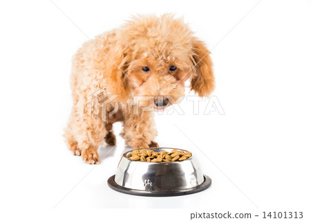 A skinny poodle puppy next to her bowl of kibbles A skinny poodle puppy next to her bowl of kibbles 14101313