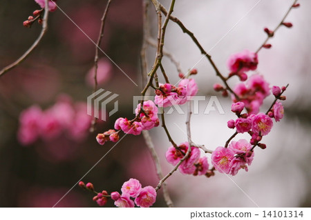 The red plum of Kyoto garden The red plum of Kyoto garden 14101314