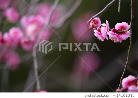 The red plum of Kyoto garden The red plum of Kyoto garden 14101315