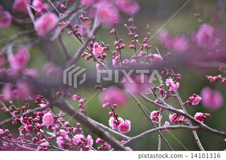 The red plum of Kyoto garden The red plum of Kyoto garden 14101316
