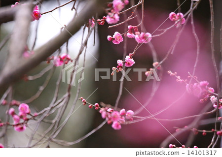 The red plum of Kyoto garden The red plum of Kyoto garden 14101317