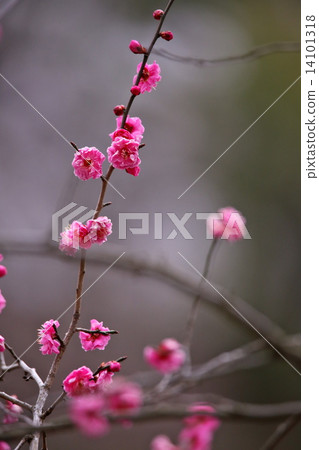 The red plum of Kyoto garden The red plum of Kyoto garden 14101318