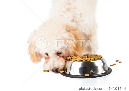 Poodle puppy eating kibbles from a bowl in white background Poodle puppy eating kibbles from a bowl in white background 14101344