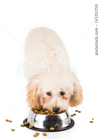 Poodle puppy eating kibbles from a bowl in white background Poodle puppy eating kibbles from a bowl in white background 14101359