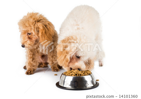 Poodle puppy eating kibbles from a bowl in white background Poodle puppy eating kibbles from a bowl in white background 14101360