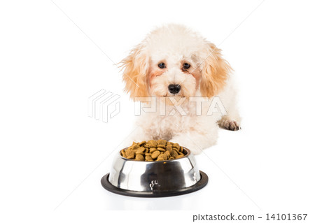 A poodle puppy next to her bowl of kibbles A poodle puppy next to her bowl of kibbles 14101367