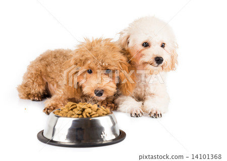 Two poodle puppies next to a bowl of kibbles Two poodle puppies next to a bowl of kibbles 14101368