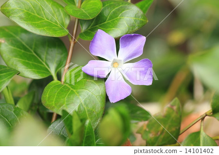 Flower of Rurihakoba Flower of Rurihakoba 14101402