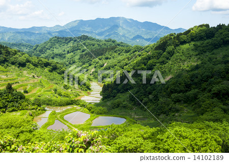 在夏天的水稻梯田 在夏天的水稻梯田 14102189