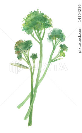 幹西蘭花棒西蘭花 14104256