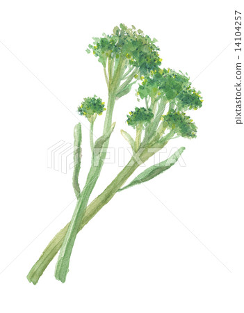 幹西蘭花棒西蘭花 幹西蘭花棒西蘭花 14104257