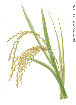 Rice field 14104260