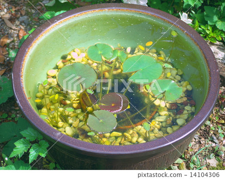 Water lily bowl 14104306