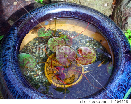 睡蓮壺（青坂） 14104308