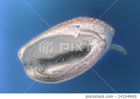 Whale Shark approaching a diver underwater in Baja California Whale Shark approaching a diver underwater in Baja California 14104668