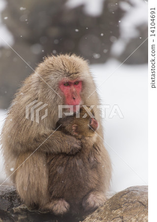  在雪雪猴子日本的父母和兒童佐倉 14104691