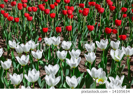 Flowers - nature background 14105634