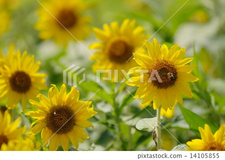 Sunflower field Sunflower field 14105855